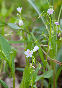 Spring Beauty-1