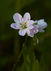 Spring Beauty-2