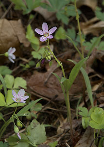 Spring Beauty-3