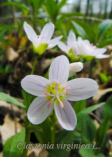 Spring Beauty