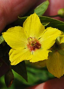 Fringed loosestrife-1