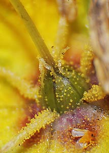 Fringed loosestrife-3