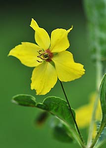 Fringed loosestrife-4