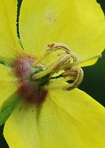 Fringed loosestrife-5