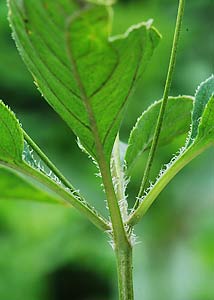 Fringed loosestrife-7