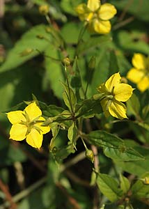 Fringed loosestrife-8