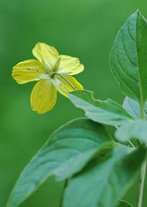 Fringed loosestrife-9