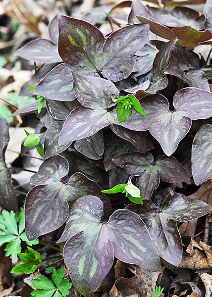 sharp-lobed hepatica-10