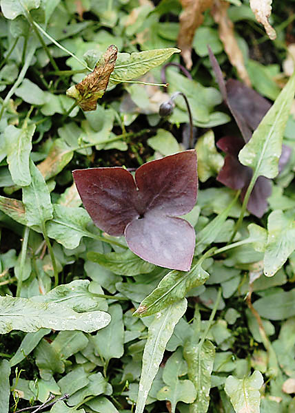 sharp-lobed hepatica-11