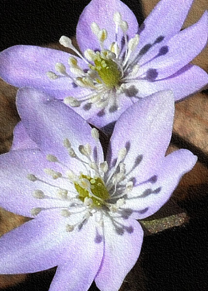 sharp-lobed hepatica-12