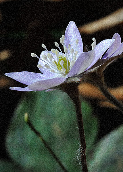 sharp-lobed hepatica-13