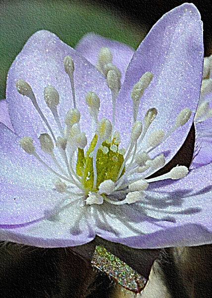 sharp-lobed hepatica-14