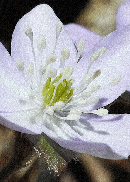 sharp-lobed hepatica-15