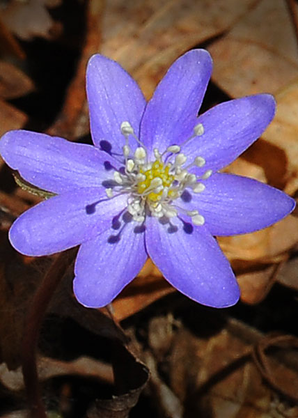 sharp-lobed hepatica-16