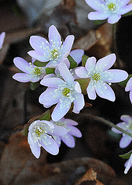 sharp-lobed hepatica-17