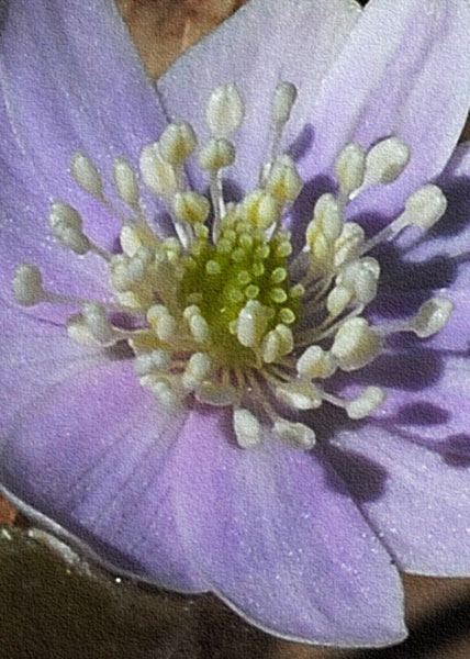 sharp-lobed hepatica-18