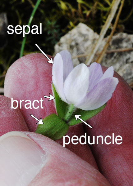 sharp-lobed hepatica-19