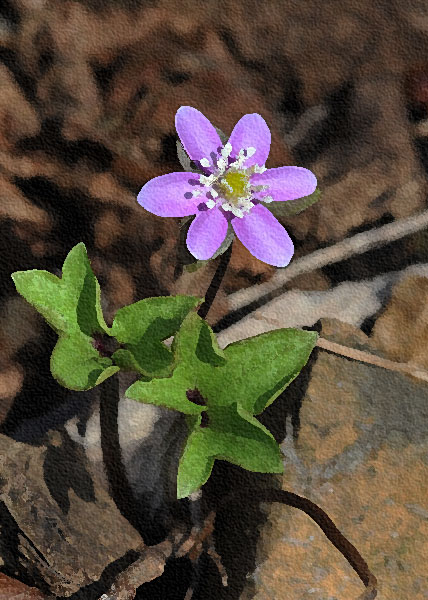 sharp-lobed hepatica-1