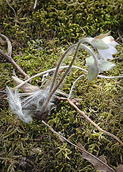 sharp-lobed hepatica-20