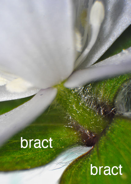 sharp-lobed hepatica-21