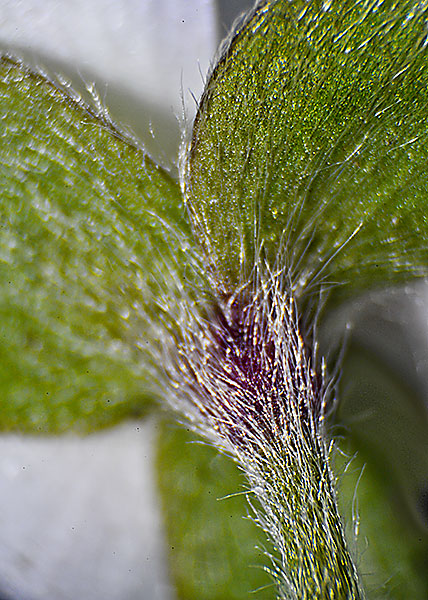 sharp-lobed hepatica-22