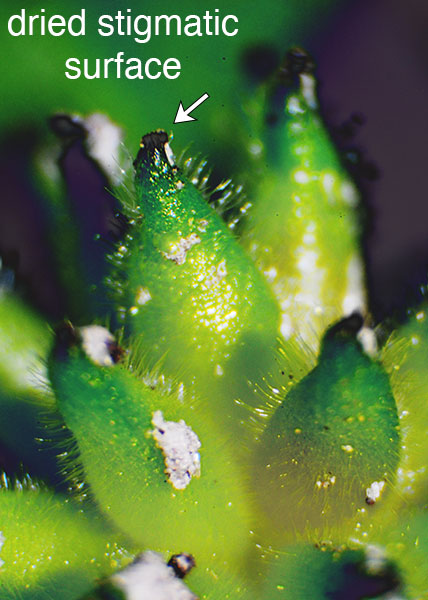 sharp-lobed hepatica-23