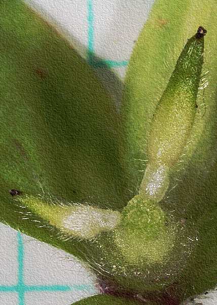 sharp-lobed hepatica-25