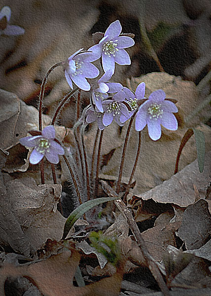 sharp-lobed hepatica-3