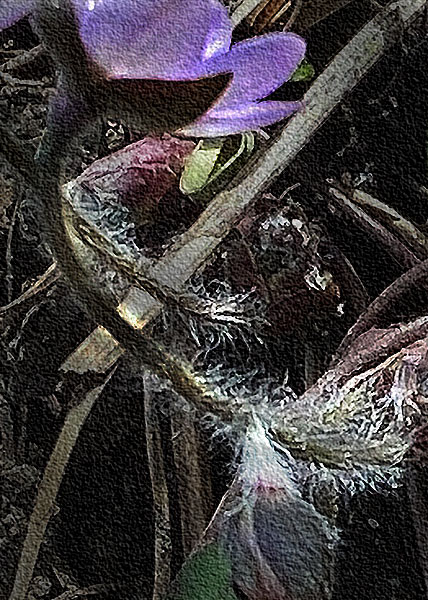 sharp-lobed hepatica-4