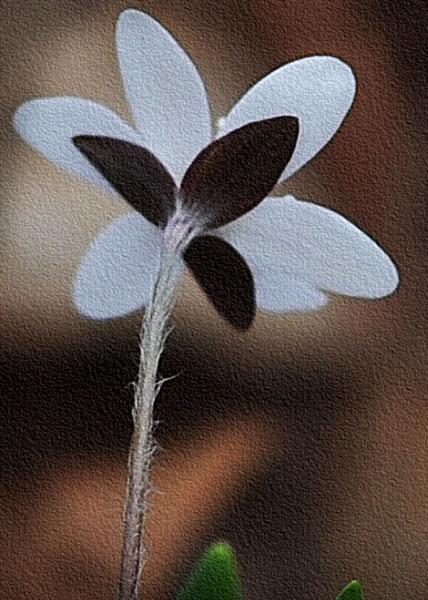 sharp-lobed hepatica-5
