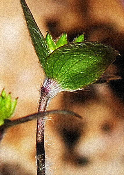 sharp-lobed hepatica-7