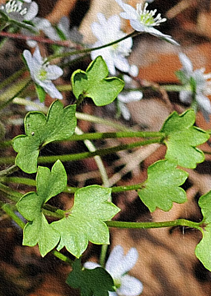 sharp-lobed hepatica-8