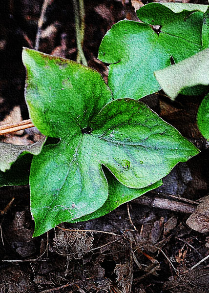 sharp-lobed hepatica-9