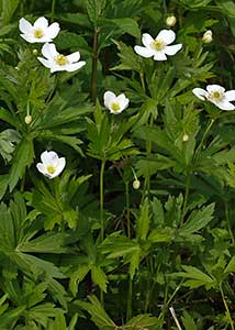 Canada anemone-1