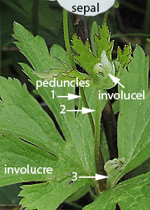 Canada anemone