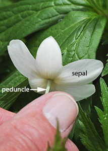 Canada anemone