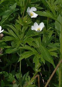 Canada anemone-2