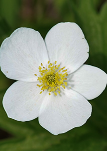 Canada anemone-4