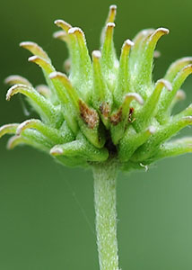 Canada anemone