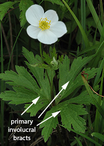 Canada anemone