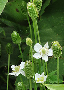 Thimbleweed