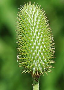 Thimbleweed