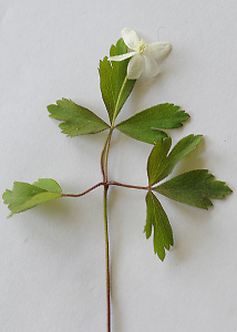 Wood anemone