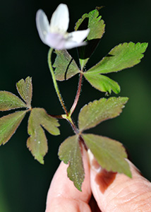Wood anemone