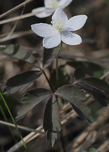 Wood anemone