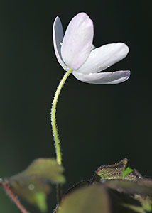 Wood anemone