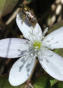 Wood anemone