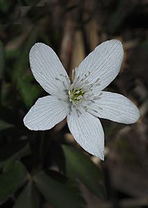 Wood anemone