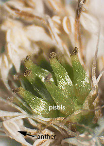 Wood anemone
