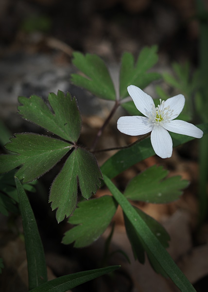 Wood anemone